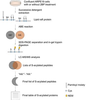 Proteomic analysis of s-acylated proteins in human retinal pigment epithelial cells and the role of palmitoylation of Niemann-Pick type C1 protein in cholesterol transport